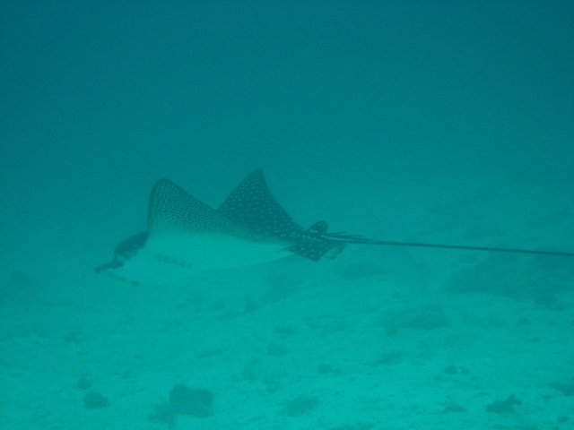 spotted eagle ray