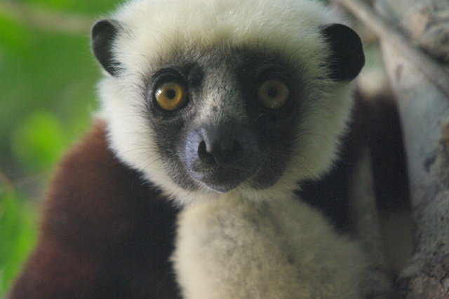 photo of Coquerel&rsquo;s Sifaka